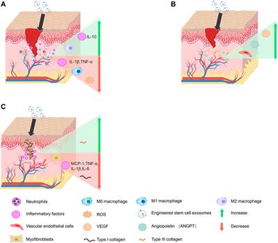 Engineered stem cell exosomes for oral and maxillofacial wound healing